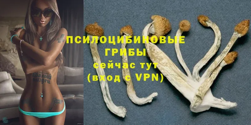 Галлюциногенные грибы Psilocybe Андреаполь